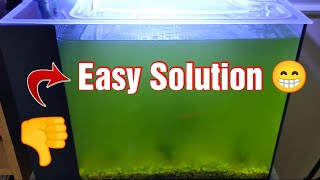 An Easy Solution for Bacterial/Algae Blooms in your Aquarium