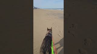 Video preview image #1 German Shepherd Dog Puppy For Sale in Centreville, VA, USA