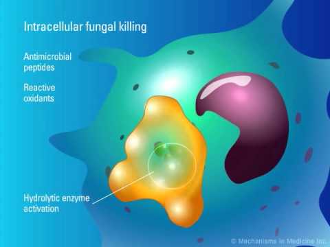 Treat kuko halamang-singaw clotrimazole Paggamot ng mga piraso sa mga kuko