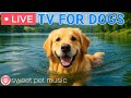 24 Hours Of Dog TV Deep Relaxation Music For Dogs Dog Calming Music Dog Stress Relief Music