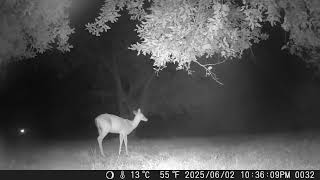 Archive Files of Trail Camera Compilation 20250604 A