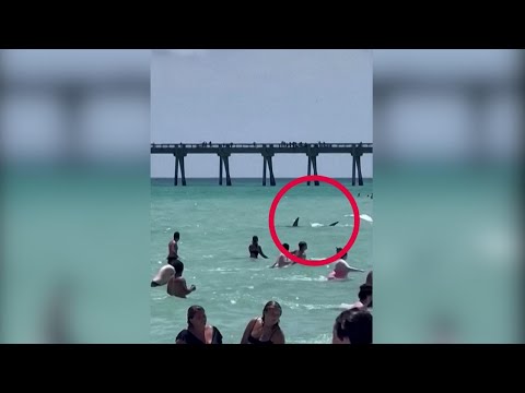 Florida, squalo nuota vicino alla riva: bagnanti spaventati fuggono sulla spiaggia