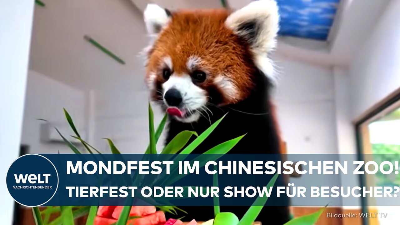 MONDFEST-AUFTAKT CHINA: Festtagskuchen im Zoo! Tierische Leckerbissen oder nur große Show?