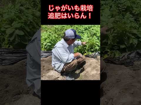 ジャガイモを豊かに収穫するには、いつ肥料を施用すればよいでしょうか?どのような肥料を使用すればよいでしょうか？  庭園