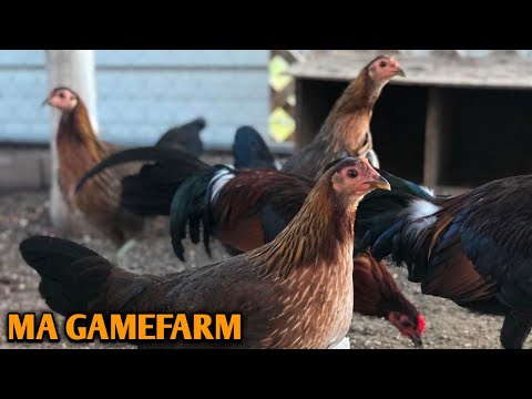 Pure Rat Graves Leiper Kelso Albany Yellow leg hatch - MA FARM - California