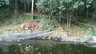 preview picture of video 'Zoo Kemaman - Harimau Malaya'