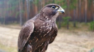 Чёрный Сокол Балобан / Полет СОКОЛА / Время Сокола