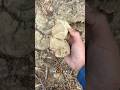 101 Wild Clay