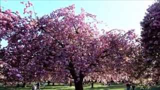 preview picture of video 'Cerisiers Parc de Sceaux - Hanami Sakura Parc de Sceaux'