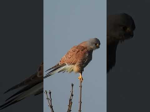 Un petit rapace : le Faucon crécerelle #birds #birdofprey #kestrel #falcon #falcons
