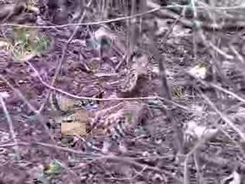 Up Close Ruffed Grouse Encounter