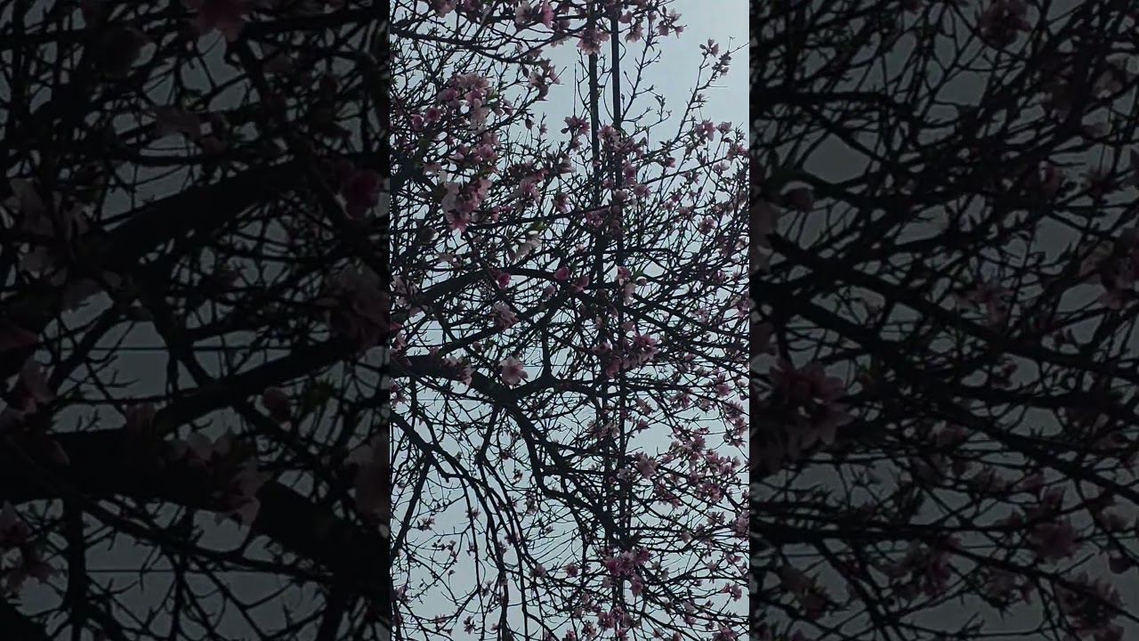 Spring time 2026 #spring #flowers #flowersonair #shorts #shortsvideo