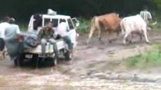 preview picture of video 'Oxen along Pacific Coast Highway south of San Juan'