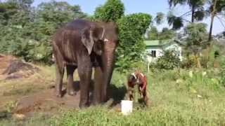 preview picture of video 'Elefante Chitwan'