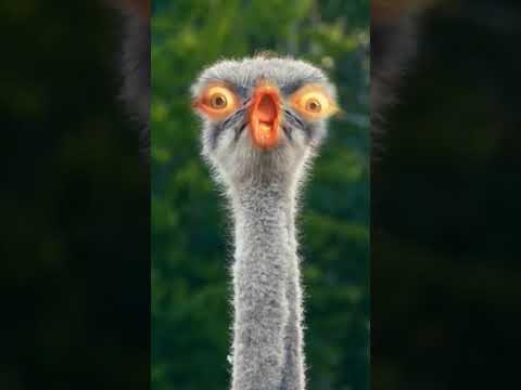 Umba umba umba dödöö dödöö dödöö