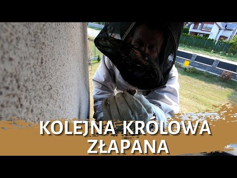 Another queen caught - nest removal - nest liquidation - hornet nest - hornets