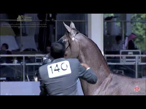 N.140 KARIM ALKHALED - 2020 PSAIAHF Al Khalediah Show - Yearling Colts (Class 4C)
