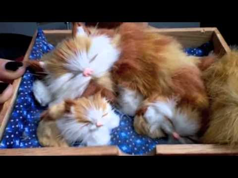 The Big Bang Theory/Sheldon Cooper's Soft Kitty, Warm Kitty cover video thumbnail