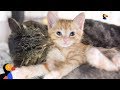 Grumpy Street Cat LOVES Being A Grandpa To Foster Kittens - GRANDPA MASON | The Dodo