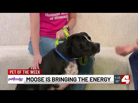 Meet Moose! Our Pet of the Week - YouTube