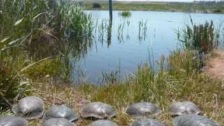 preview picture of video 'Another turtle release, closer to home...'