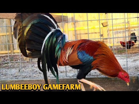 Lumbeeboy Gamefarm 🐓💥💥💥