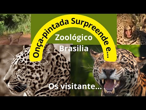 Onça-pintada Surpreende ao Escalar Parede no Zoológico de Brasília