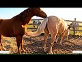 Wild Horse Mating Scene At The Peaceful Stable