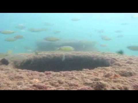 KOC Marine Colony.wmv