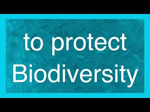 IFC Explained: How Biodiversity Finance Can Unlock $10 Trillion and 395 Million Jobs