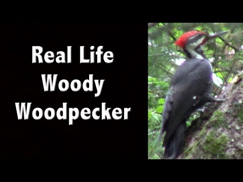 image-What woodpecker has a red crown?