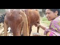Viral Milking Goat Vlog