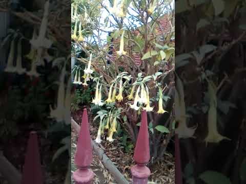 Datura makes u krazy