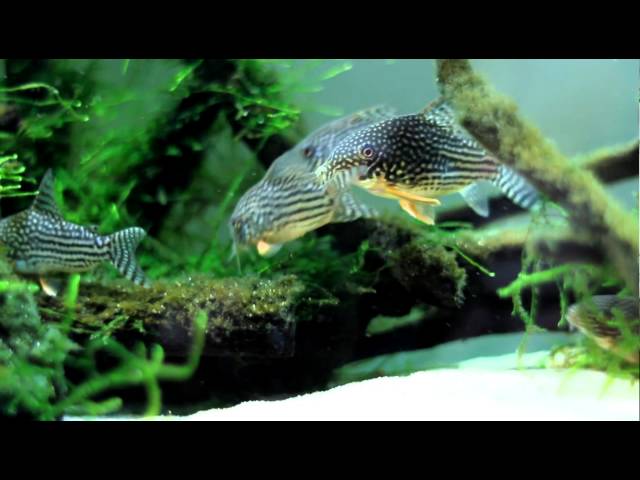 [JadeIceGreen] Corydoras Tank 09 April 2011