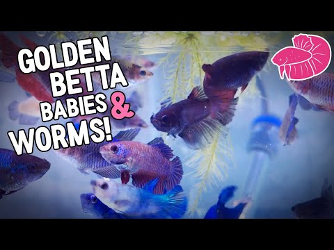 Sneak Peak at Golden Betta Babies and Feeding Grindal Worms! Daily Vlog Challenge #5