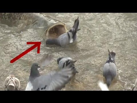 Monster Catfish Hunt Pigeon in slow motion - HD by Catfishing World