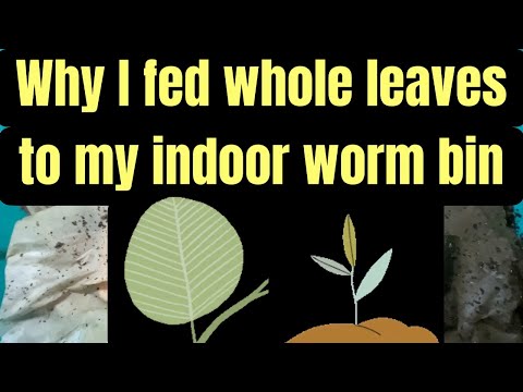 Why I fed whole leaves to my indoor worm bin -- it's for the critters!