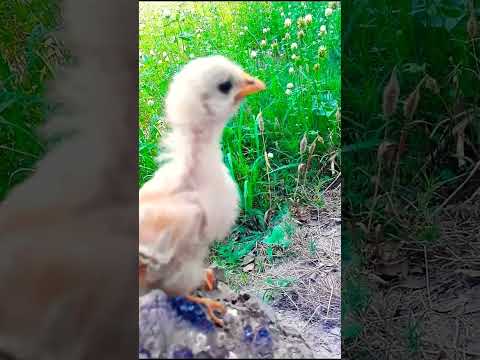 Hen roster Cutest Sound | murgi ke chuje ki Awaz |hen chicksvoice 2023 part #1 #shorts #birdsvideo
