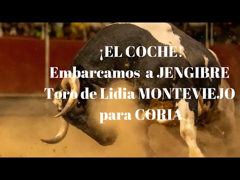 🚗¡EL COCHE! Embarcamos a JENGIBRE 🚚Toro de Lidia MONTEVIEJO de VICTORINO para CORIA