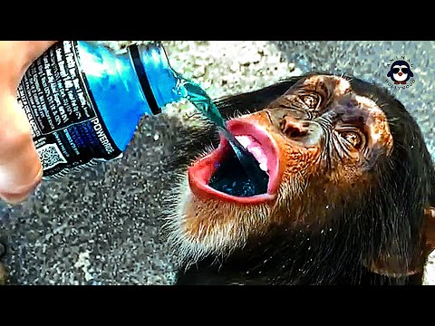 Singe assoiffé perroquets drôles 🦜 animaux impressionnants
