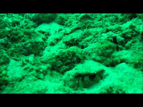 Reef Diving in Panama City -- Sharks, lionfish, flounder...