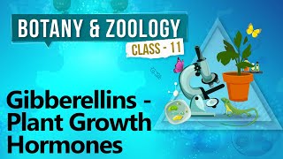 Gibberellins - Plant Growth Hormones - Plant Growth and Development - Biology Class 11