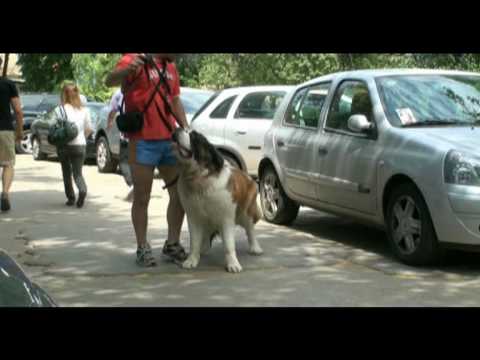 Catalin Cornea's beginners series-Sissy-S. Bernard