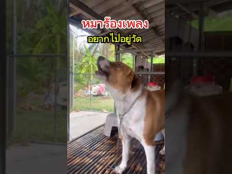 ��ԡ���ʹ٤�Ի�Դ���