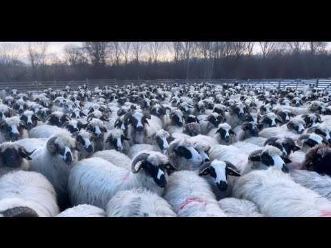 OILE FATĂĂĂ/ 🐑🐏HAIDEȚI SĂ NE VEDEȚI IN ACȚIUNE! 🙈😍