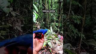 Download lagu merilis burung kehicap ranting yg sangat cantik mp3