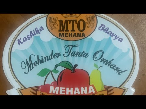 Stone fruits 🍑🍒||Bhavya Blwnt Tanta||village life style ||