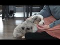 Miniature Australian Shepherd dogs for sale: Arnie - Video 1
