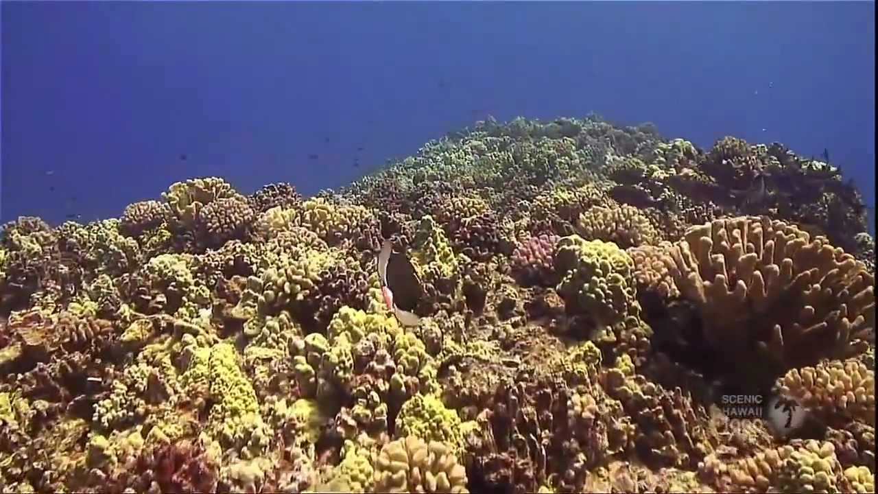 Hawaii's Underwater Paradise