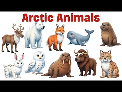 Arctic Animals for Kids ❄️ Learn 10 Amazing Polar Creatures in English #arcticanimals